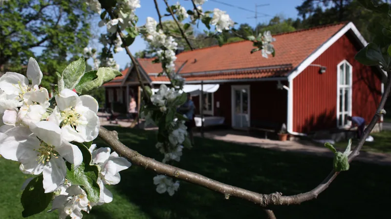 Ett rött hus med vita knutar med ett blommande körsbärsträd framför.